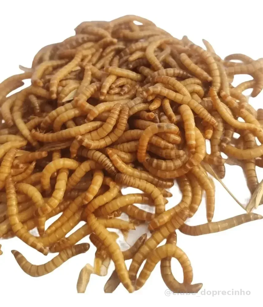 Tenébrio Molitor Larvas Vivas De Tenébrio 400 Unidades