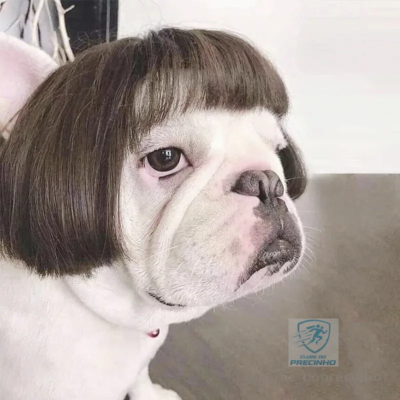 Peruca De Franja De Cachorro De Estimação /Peruca de gato e cachorro/cabelo encaracolado de cachorro