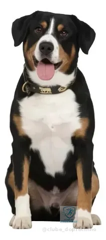 Cama Para Pet Porte Grande Gigante Fundo Impermeável Lavável