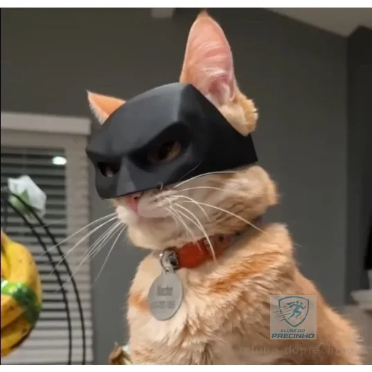 Batgato Batman Pet | Tamanhos P M G GG | Máscara divertida para gato | TikTok