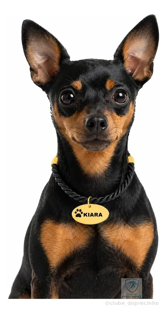Coleira Pet Personalizada Placa Oval Folheada A Ouro Preto Para Raças Pinscher 1- Poodle Toy - Chiwawa- York Shire P