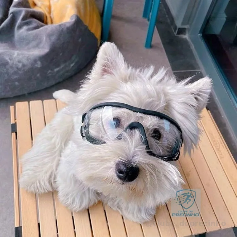 Óculos de Proteção para Cães Transparentes Novos à Prova d'Água Vento Resistente Protetor Solar Resistente a Raios UV