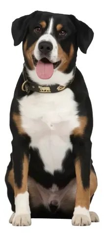 Cama Para Pet Porte Grande Gigante Fundo Impermeável Lavável