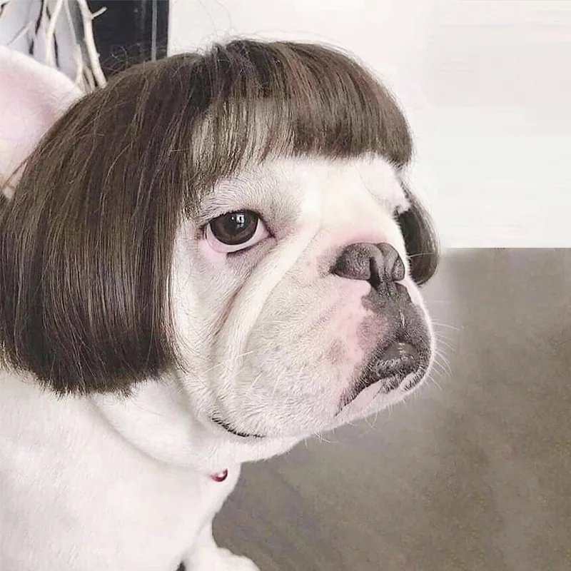 Peruca De Franja De Cachorro De Estimação /Peruca de gato e cachorro/cabelo encaracolado de cachorro