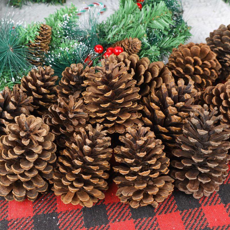 kit 25 pinhas naturais direto do campo para enfeite de natal Roedores calopsita e artesanato