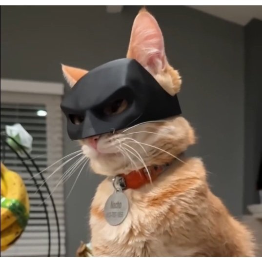 Batgato Batman Pet | Tamanhos P M G GG | Máscara divertida para gato | TikTok